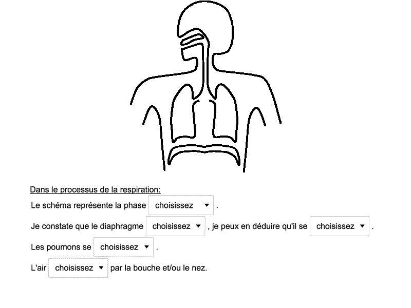 exercice de biologie sur les phases de la respiration.
